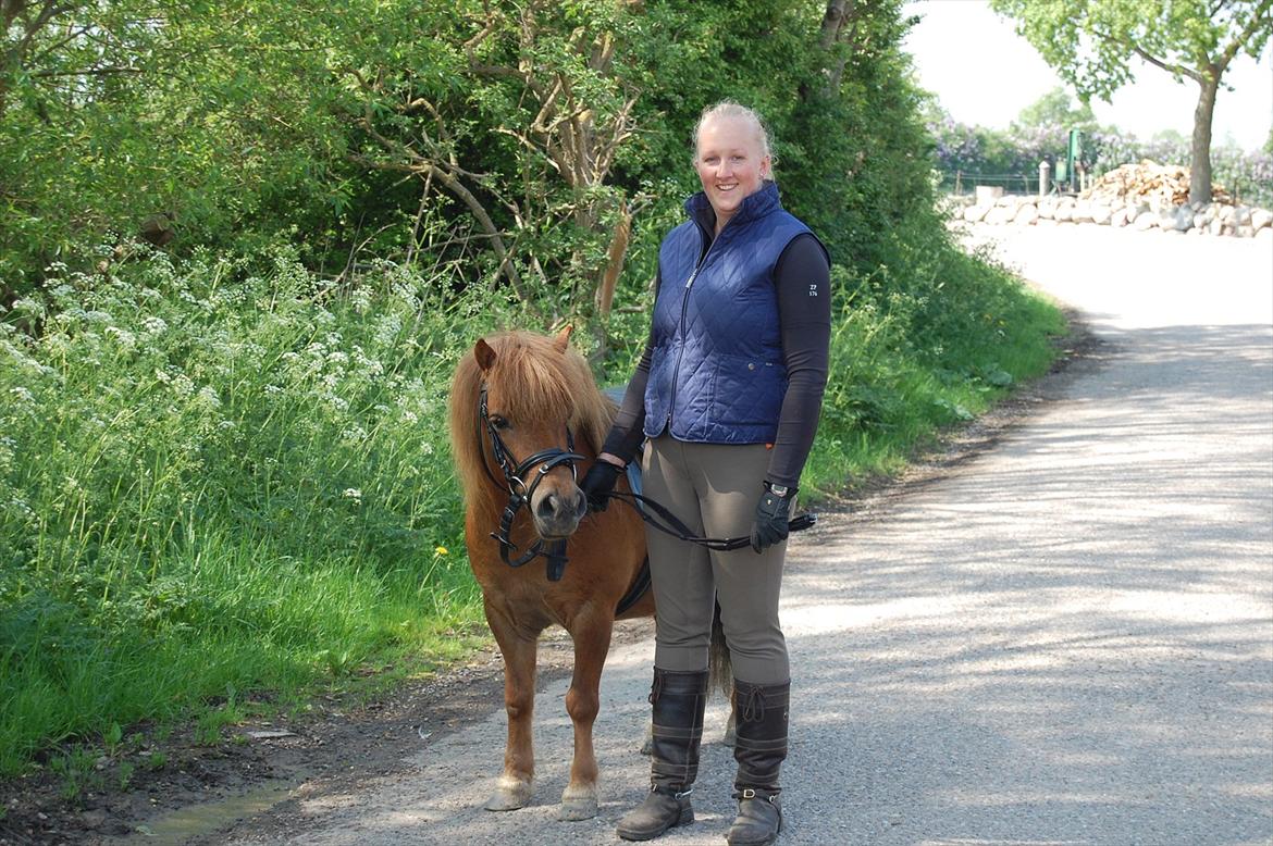 Shetlænder Samson billede 12