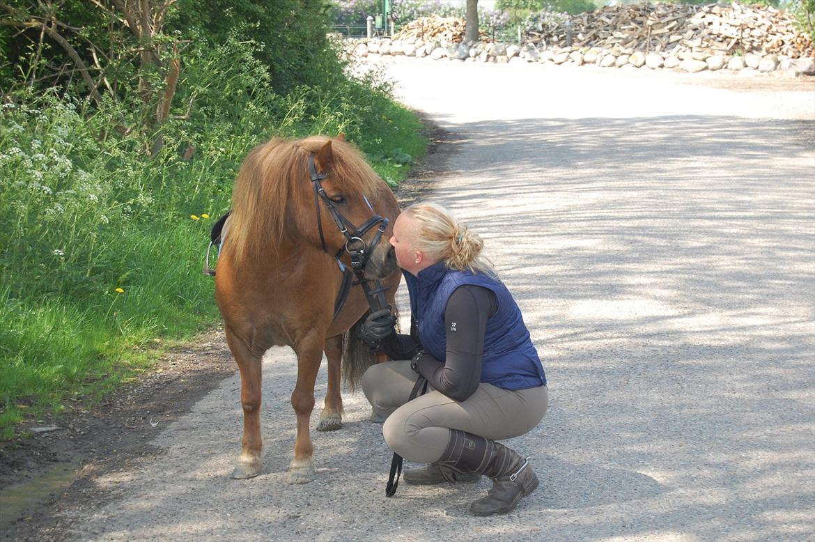 Shetlænder Samson billede 13