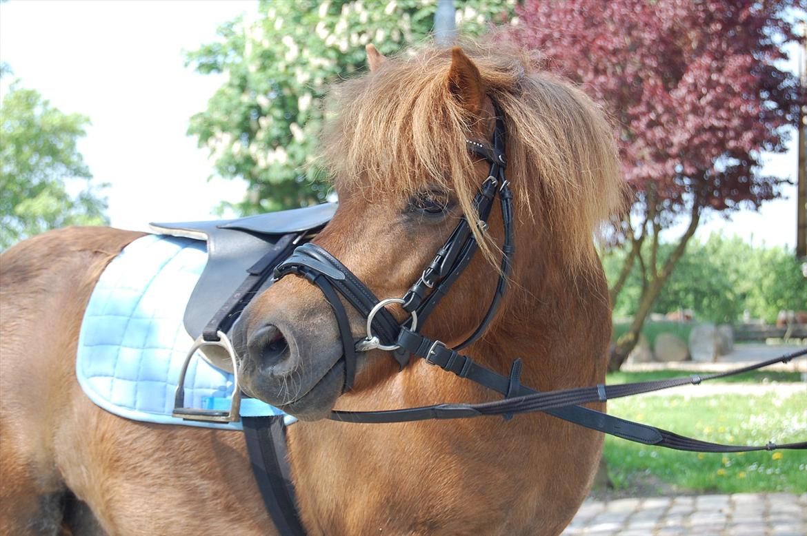 Shetlænder Samson billede 14