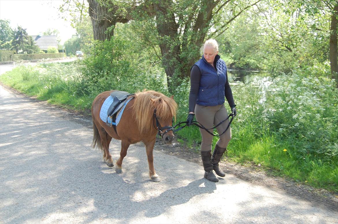 Shetlænder Samson billede 15