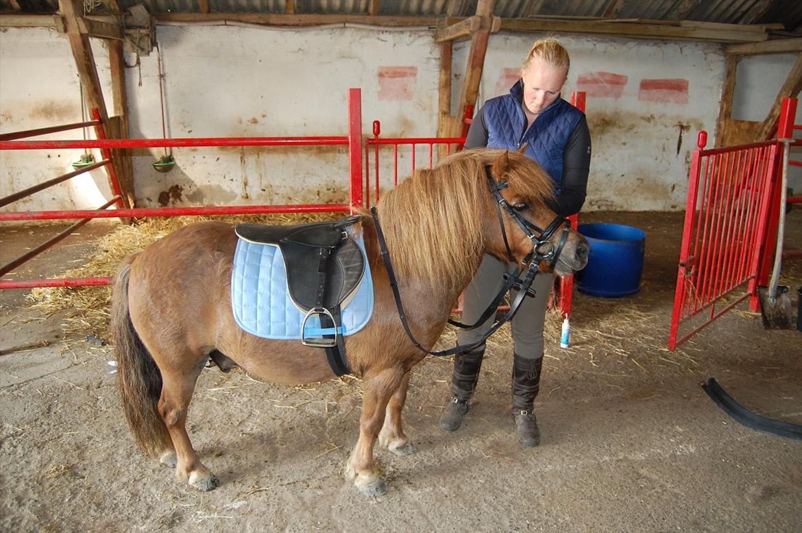 Shetlænder Samson billede 16