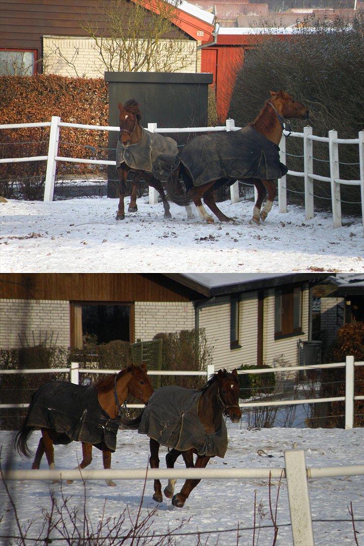 Anden særlig race Minali - Friske Minali på fold, vinteren 2012 billede 10