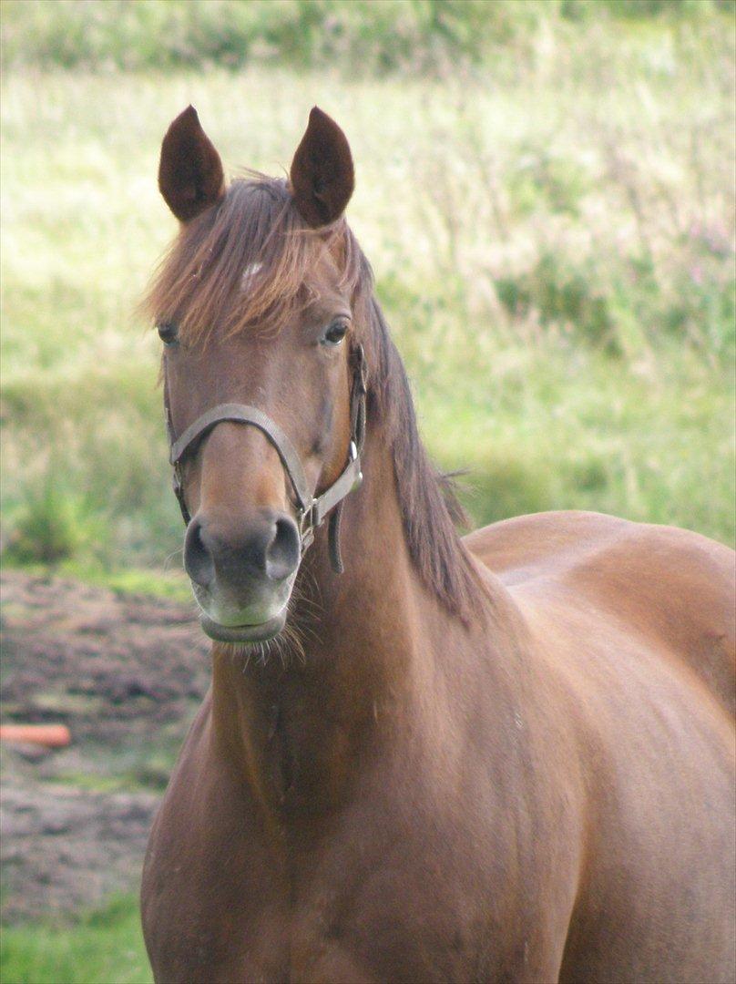 Anden særlig race Minali - Minali på sommerfold, august 2011 billede 11
