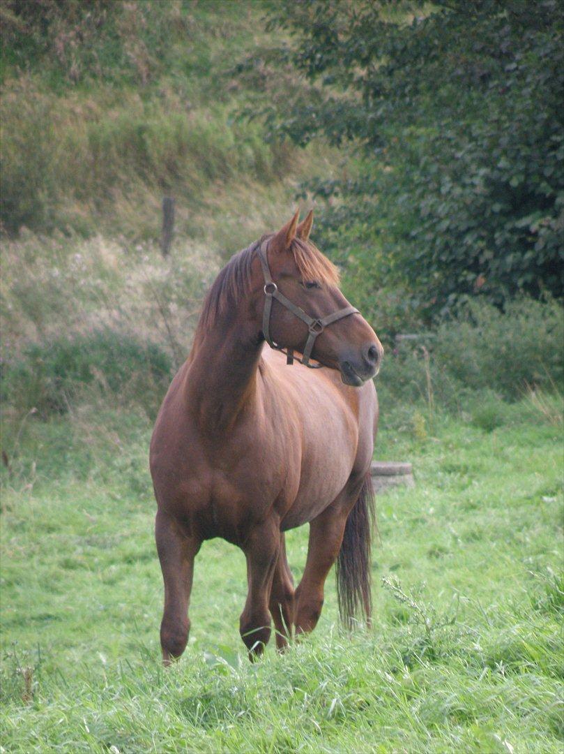 Anden særlig race Minali billede 3