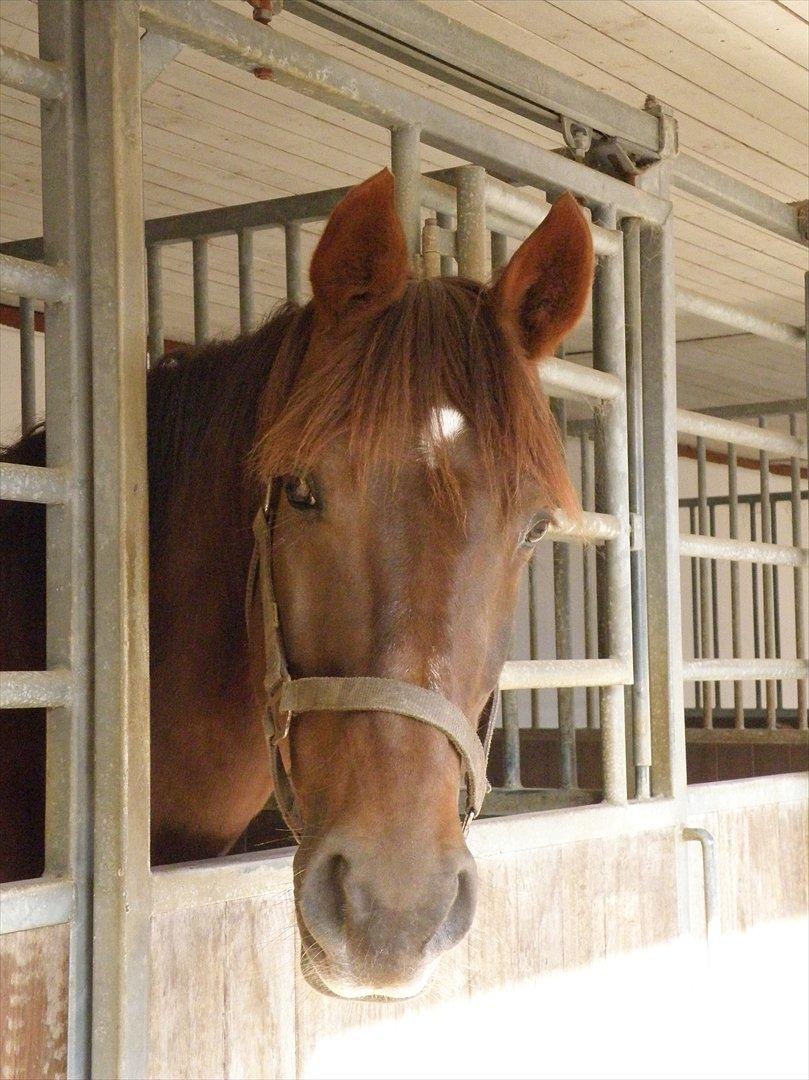 Anden særlig race Minali - Minali i boksen en efterårsdag billede 12