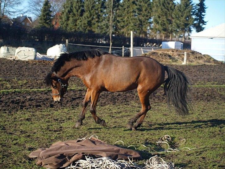 Anden særlig race Moonlight billede 9