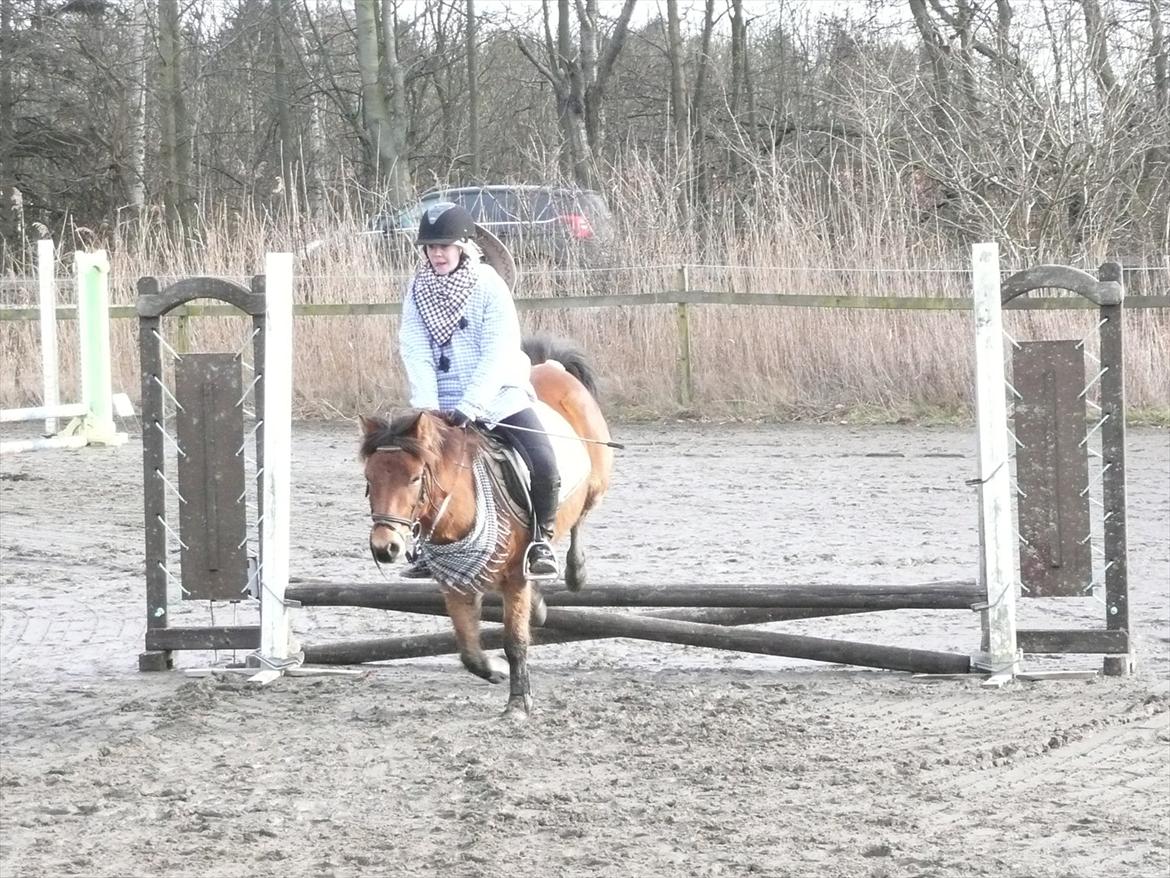 Gotlandsruss Julie (Dulle) - Julie og jeg springer til vores første rigtige springstævne sammen:D billede 7