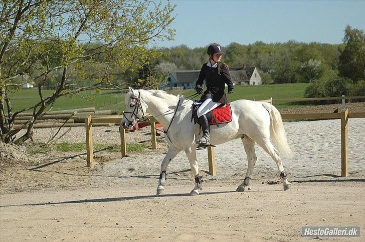 Anden særlig race Heri's Skywalker Conall - Lige efter vi havde vundet en afdeling i øresundcuppen ;)  billede 10