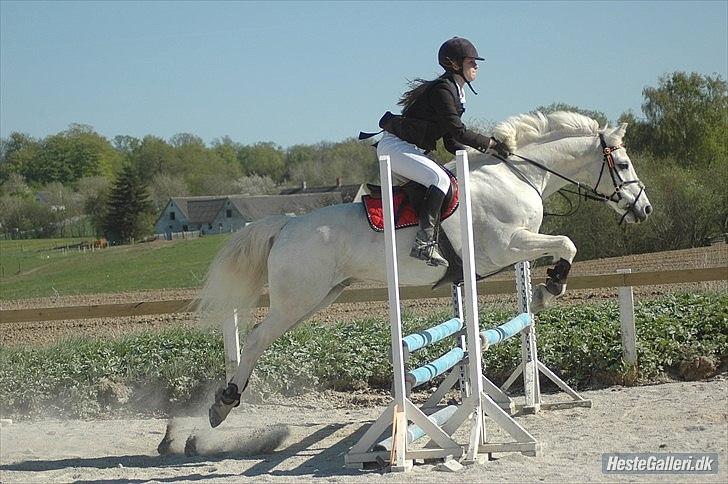 Anden særlig race Heri's Skywalker Conall billede 11