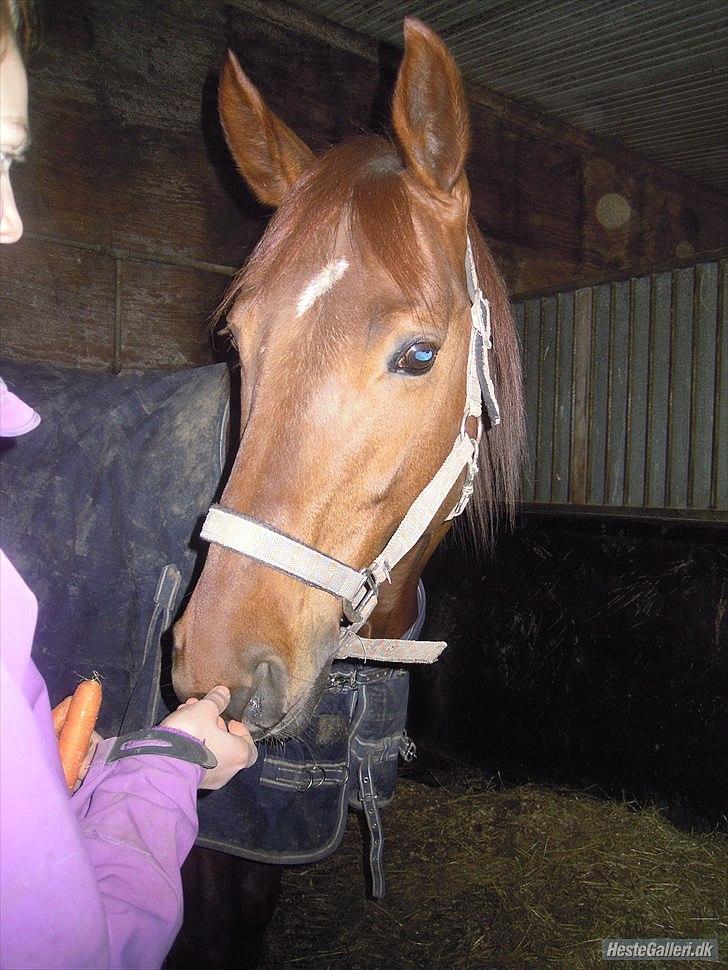 Trakehner Ferrari<3 Frejse, min ballademager!:* - "Alle Piger drømmer om en hingst som dig, men der er jo kun en!<3 Tænk at jeg skulle vær så heldig, tænk at du vil være min!<3"
Foto: LDH<3 billede 2