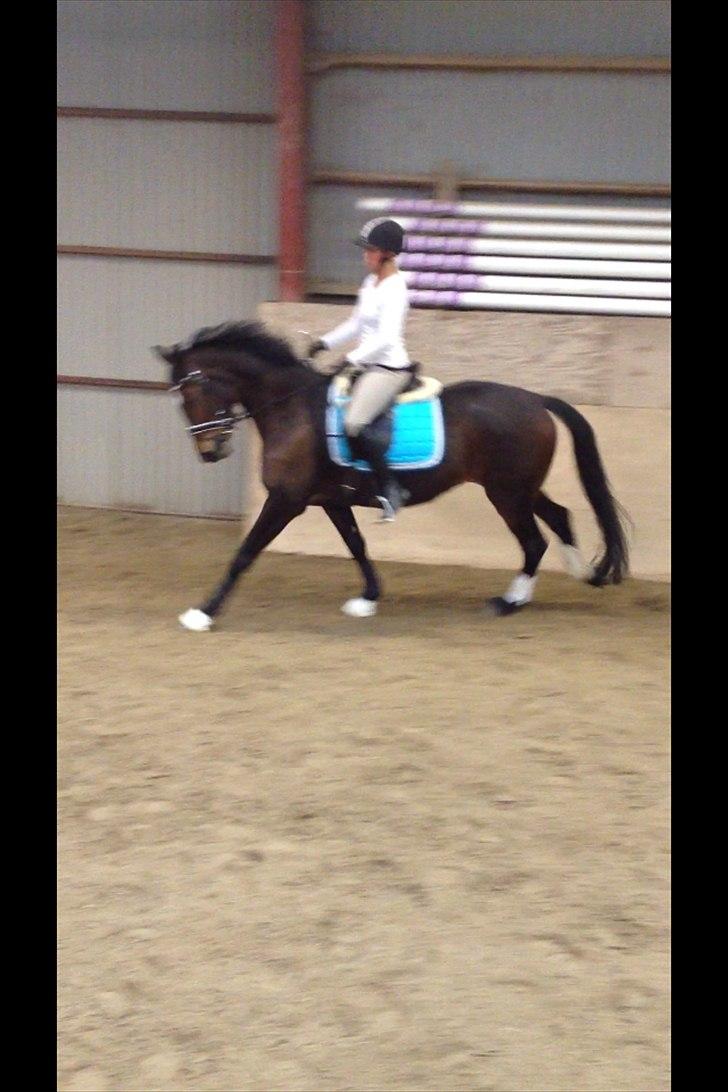 Dansk Varmblod Birkemosegaards Manila billede 12