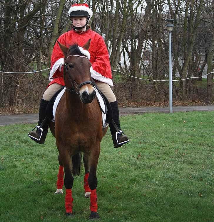 Anden særlig race Bitteby's Tulle.  - Juleoptog 2011. Ved plejehjemmet. Foto: Matilde Dueholm.  billede 3