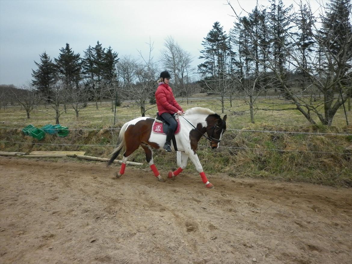 Anden særlig race Bakkelys Hannibal (Solgt) - Dressur, lækker lækker hest! <3 Foto : sine sand. billede 18