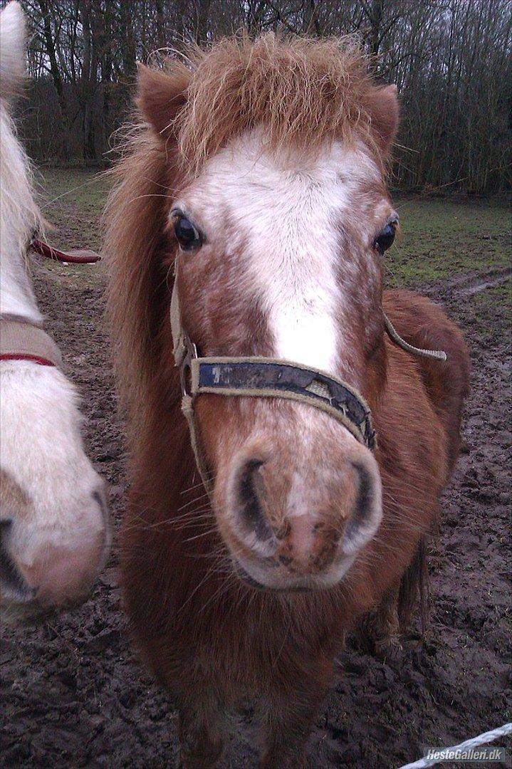 Anden særlig race Pippi billede 1