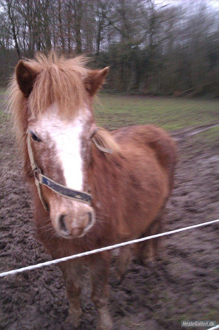 Anden særlig race Pippi billede 2