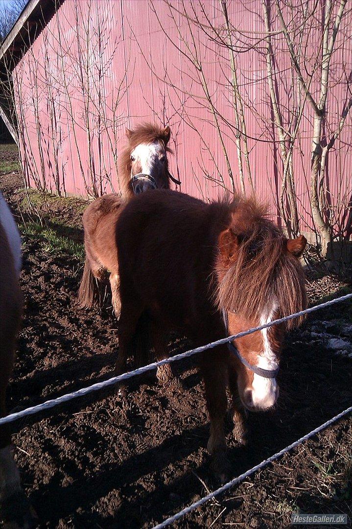 Anden særlig race Pippi billede 3