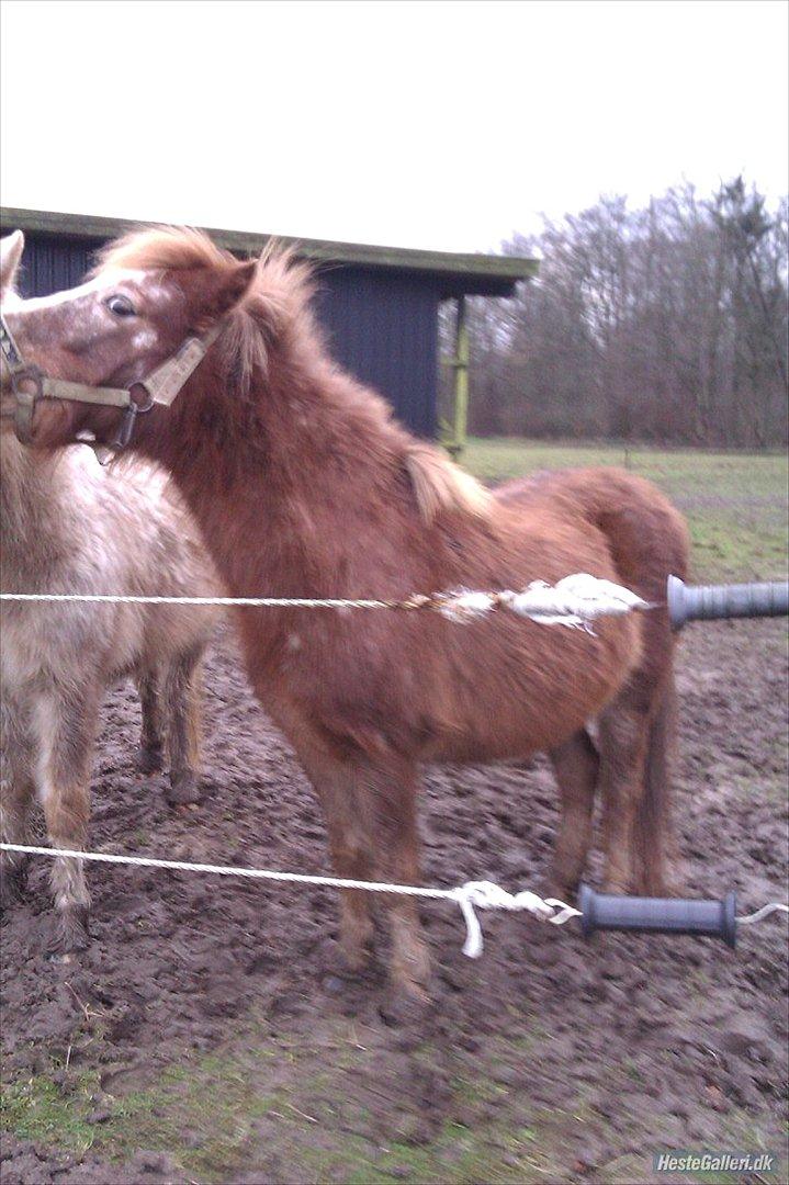 Anden særlig race Pippi billede 4