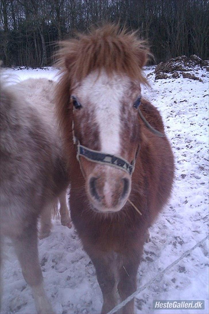 Anden særlig race Pippi billede 5