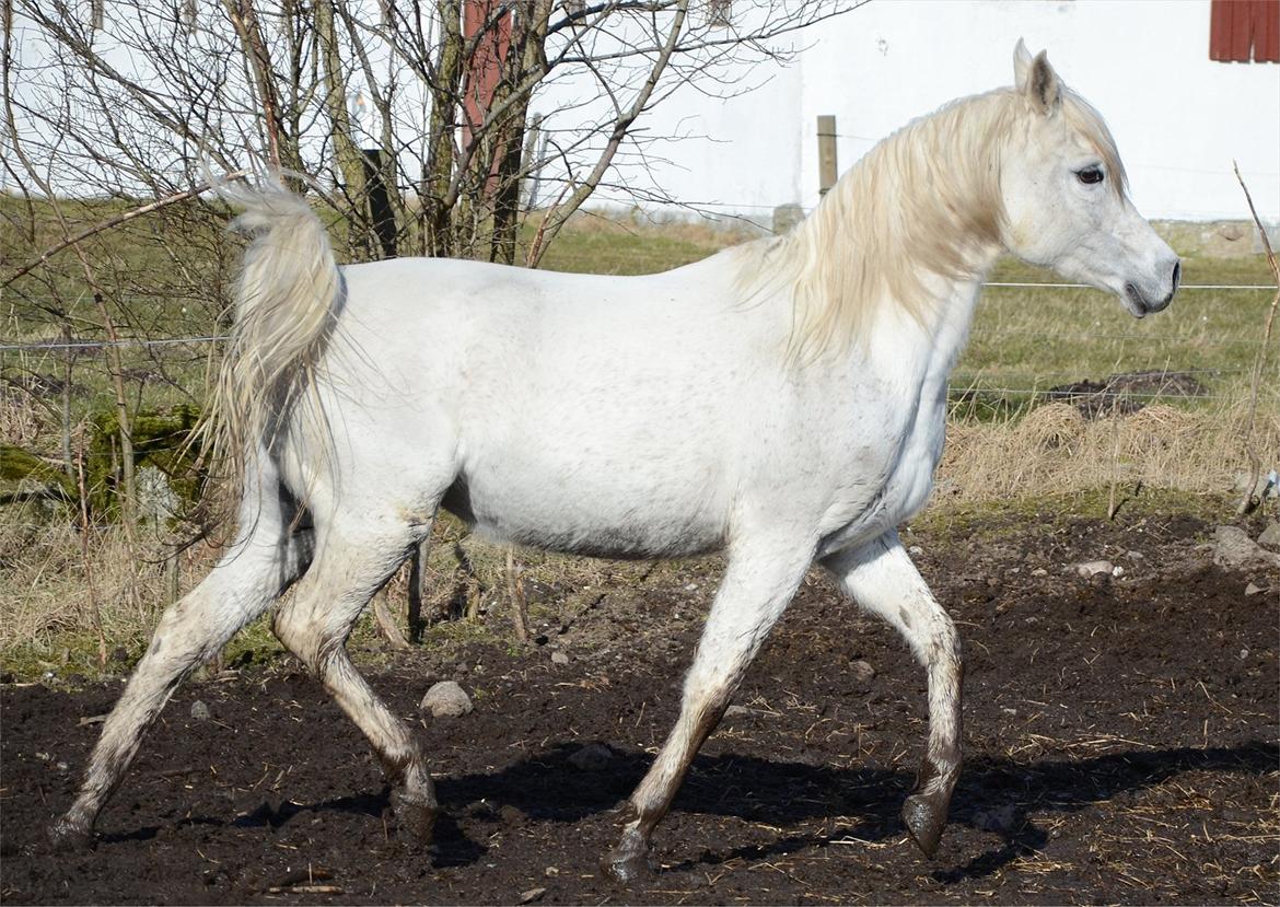 Arabisk fuldblod (OX) Berousha billede 2