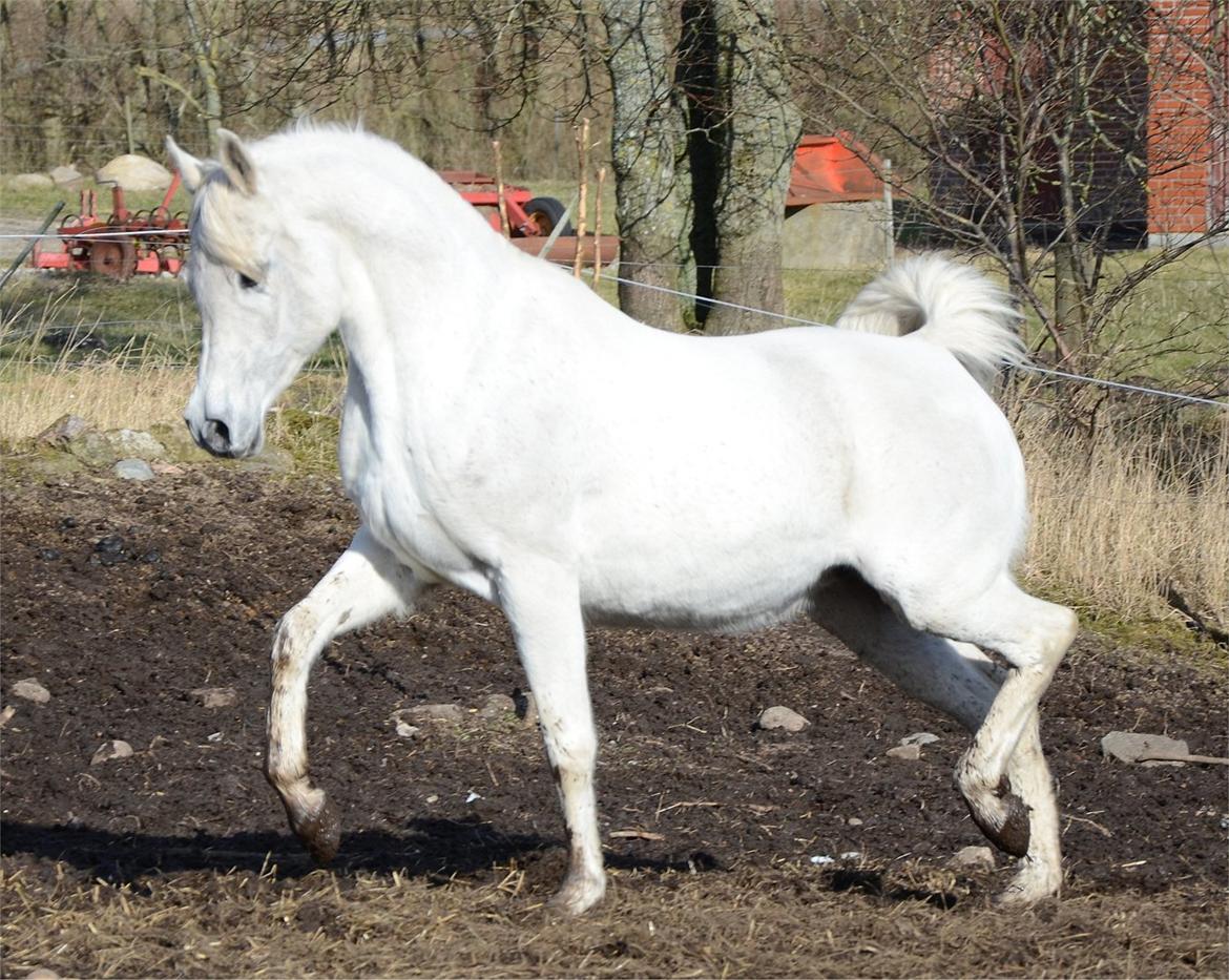 Arabisk fuldblod (OX) Berousha billede 3