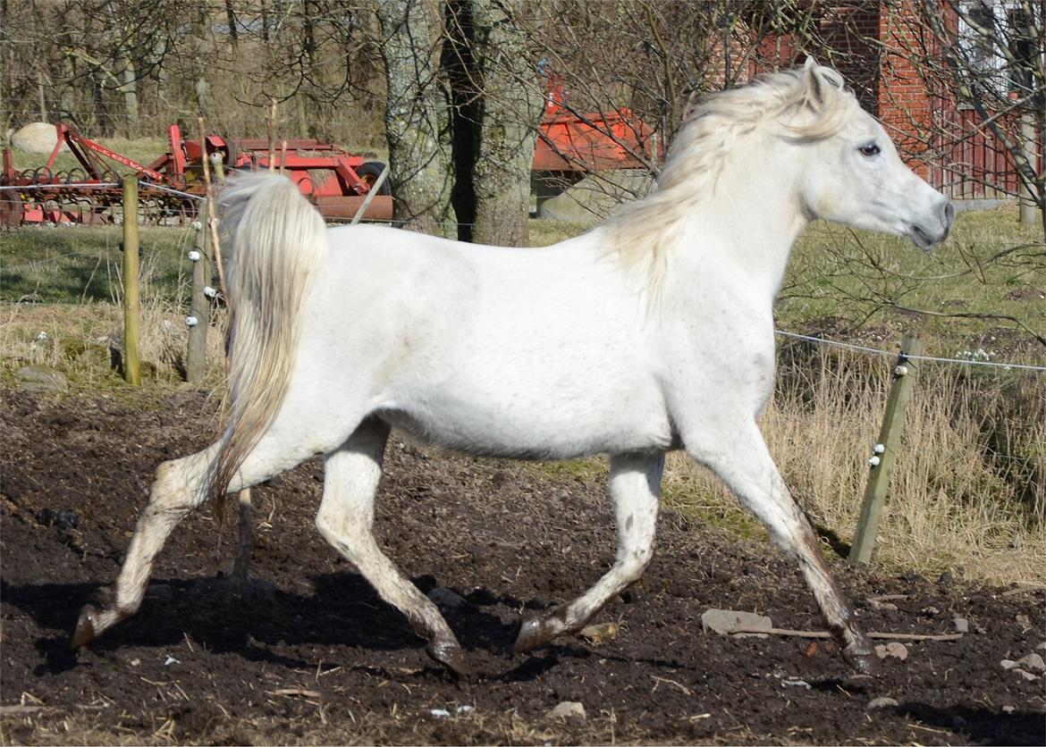 Arabisk fuldblod (OX) Berousha billede 4