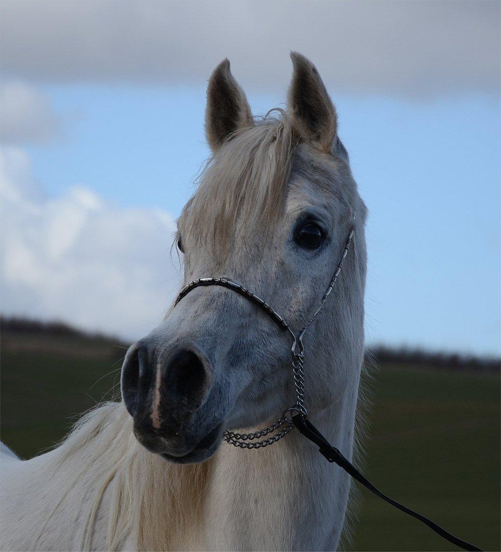 Arabisk fuldblod (OX) Berousha billede 5