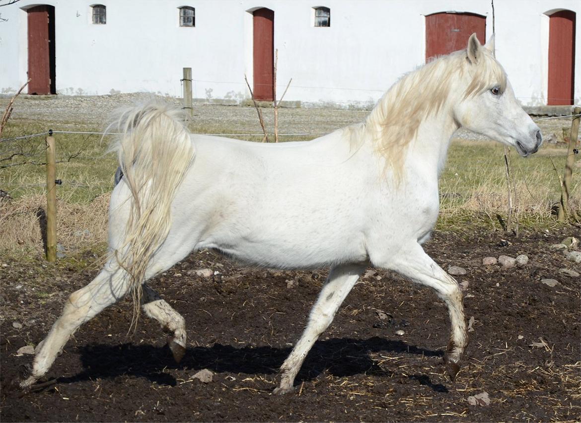 Arabisk fuldblod (OX) Berousha billede 6