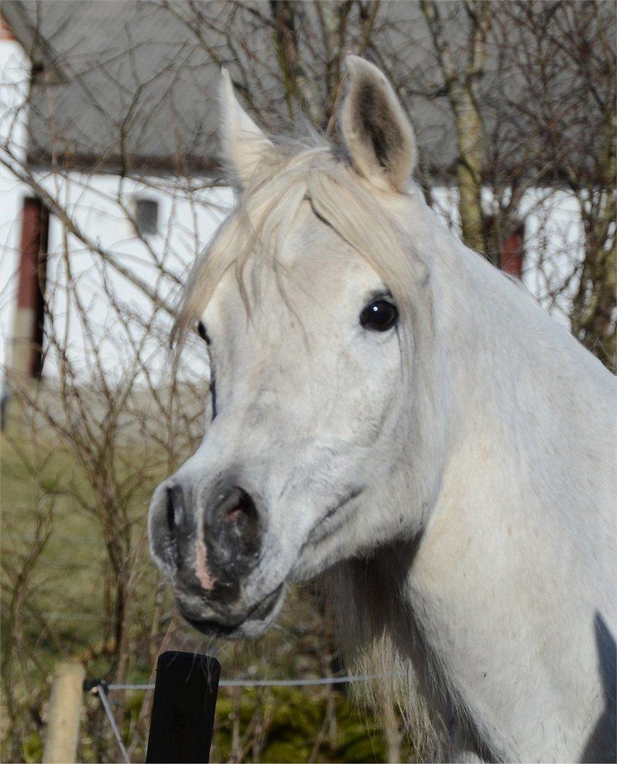 Arabisk fuldblod (OX) Berousha billede 1