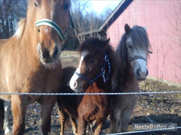 Anden særlig race Fiona billede 6