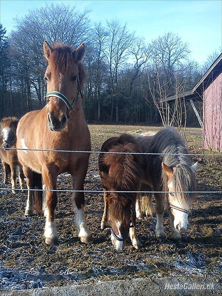 Anden særlig race Fiona billede 4