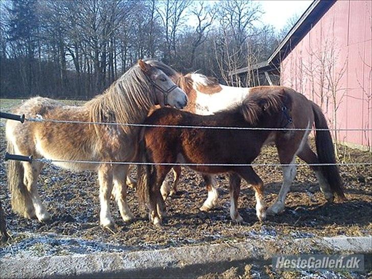 Anden særlig race Fiona billede 5