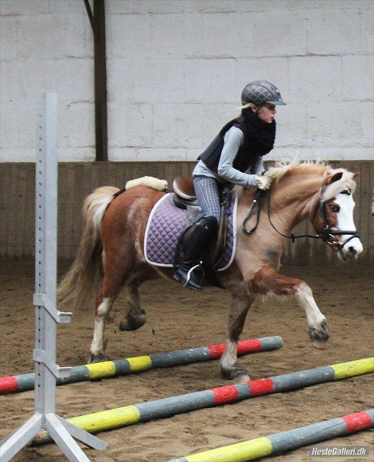 Welsh Mountain (sec A) Gærshøj Flik Flak| min spring part & mit et&alt<3 - stjerne ponyen<3  en af de første gange jeg sprang på Flikker

fotograf: Ida Mortensen billede 2