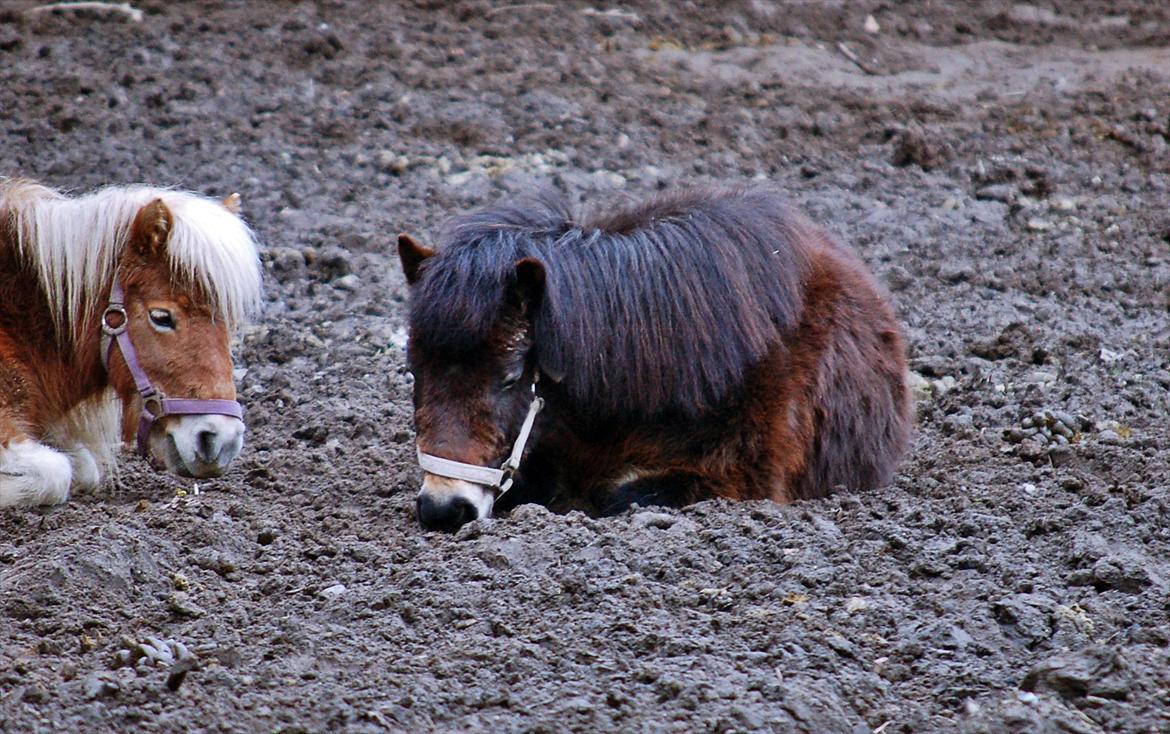 Shetlænder Bogøs Lady - En lille morfar - Marts 2012  billede 15