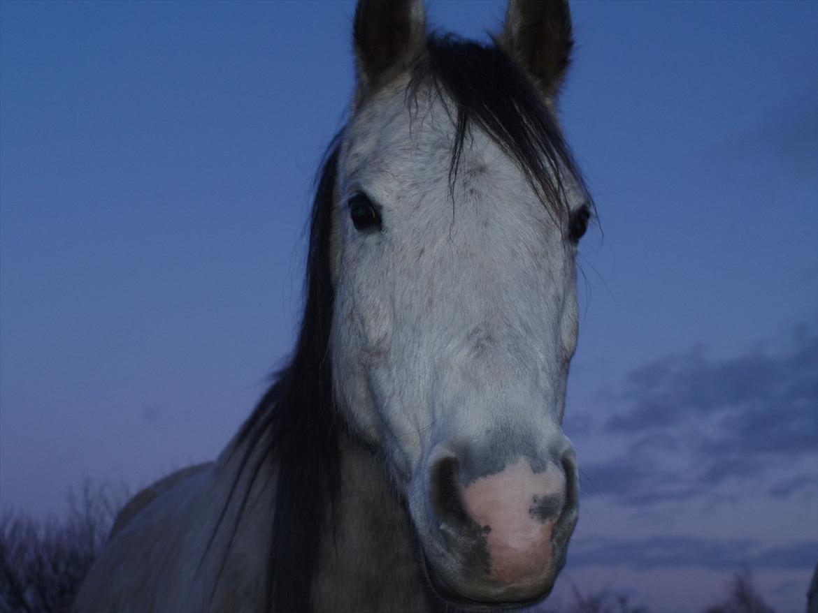 Welsh Partbred (Sec F) Shimano - Hej, mit navn er Shimano. Jeg bor sammen med mine venner Gucci og Nessa og en masse høns i en løsdrifts stald. Nyd billederne :) billede 1