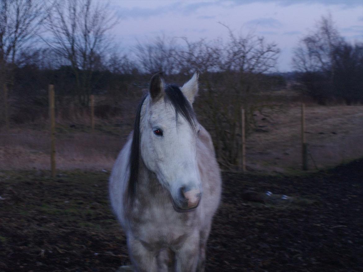 Welsh Partbred (Sec F) Shimano - Går I allerede? Håber vi ses en anden gang. billede 20