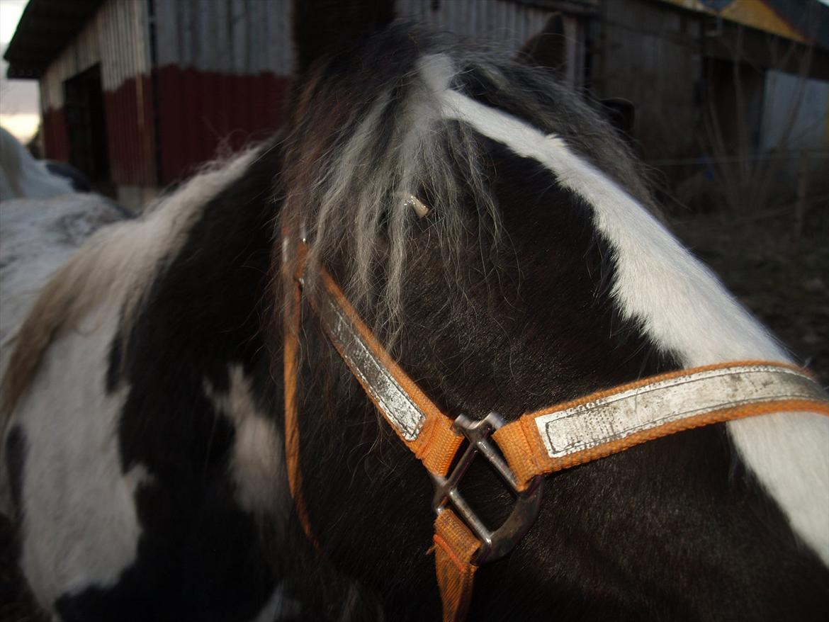 Tinker Nessa - Hvad er det for en mærkelig, blinkende tingest? billede 7
