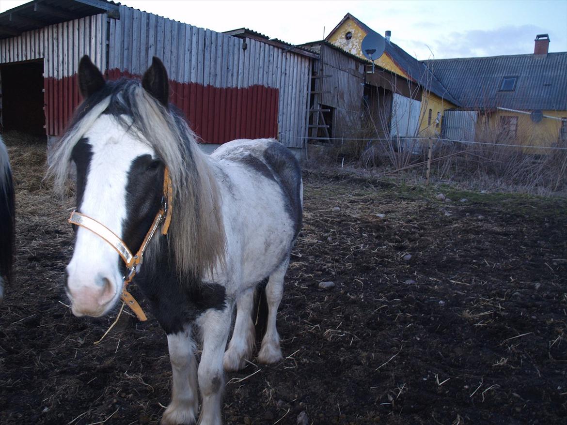 Tinker Nessa billede 8