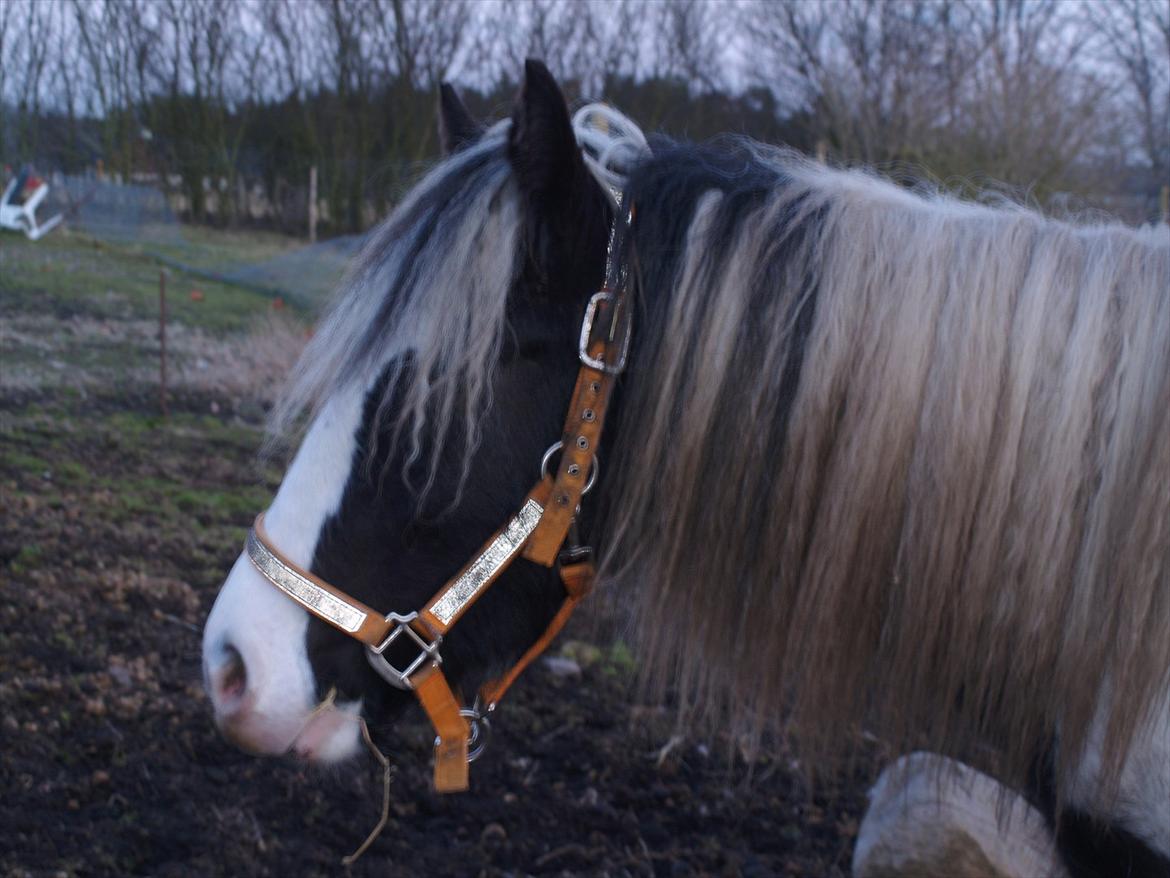 Tinker Nessa - Haha! Jeg kan næsten gemme mig i alt mit hår! billede 9