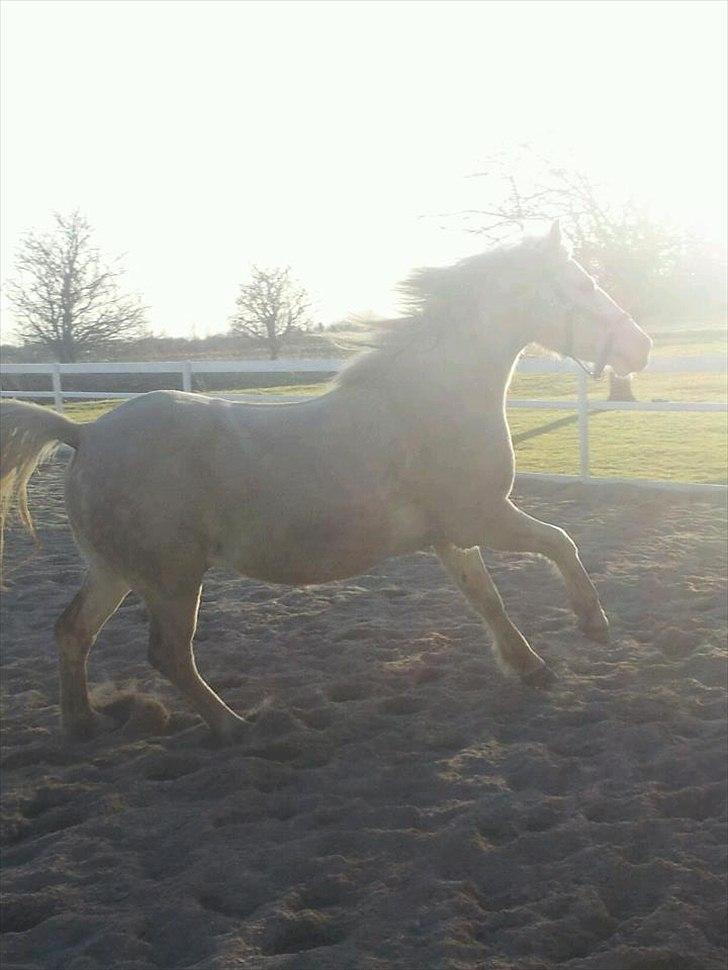 Anden særlig race • William billede 14