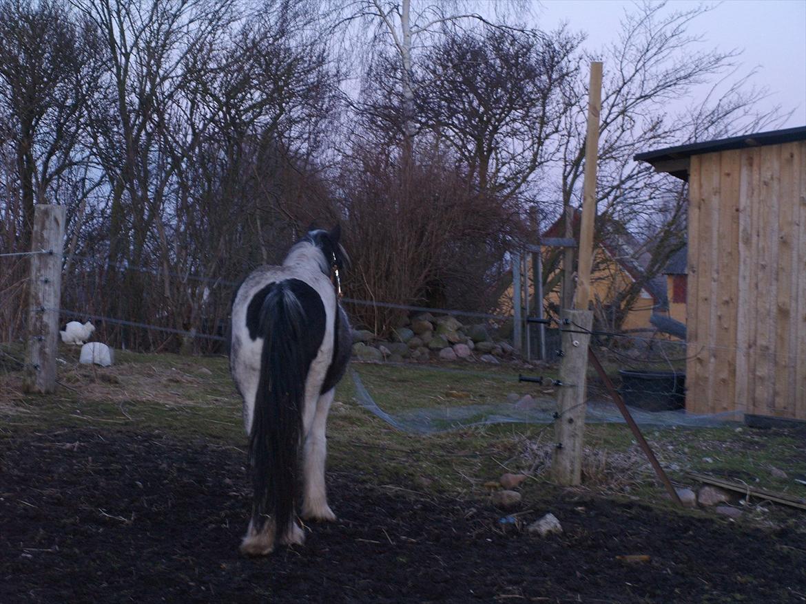 Tinker Nessa - Hvor løb katten hen? Hvorfor vil den ik´ lege? billede 10