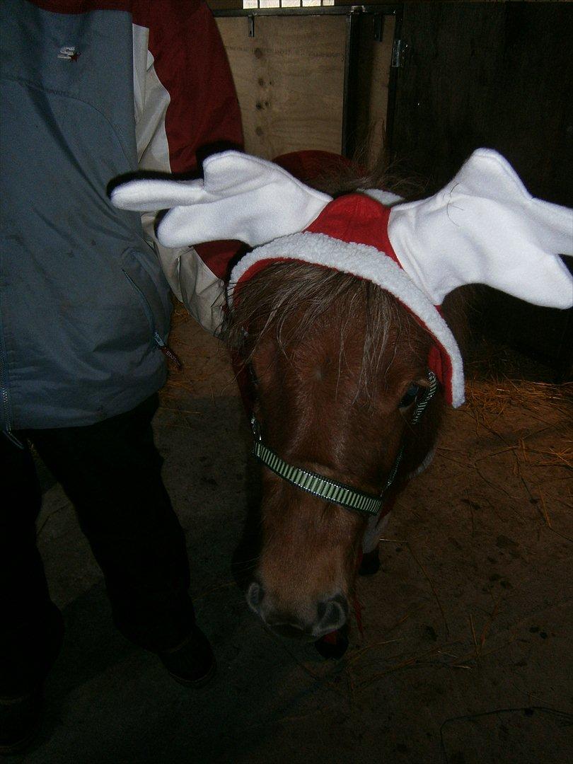 Shetlænder Tine!<3 (bamsen) - Jule Tine!<33:-* billede 9