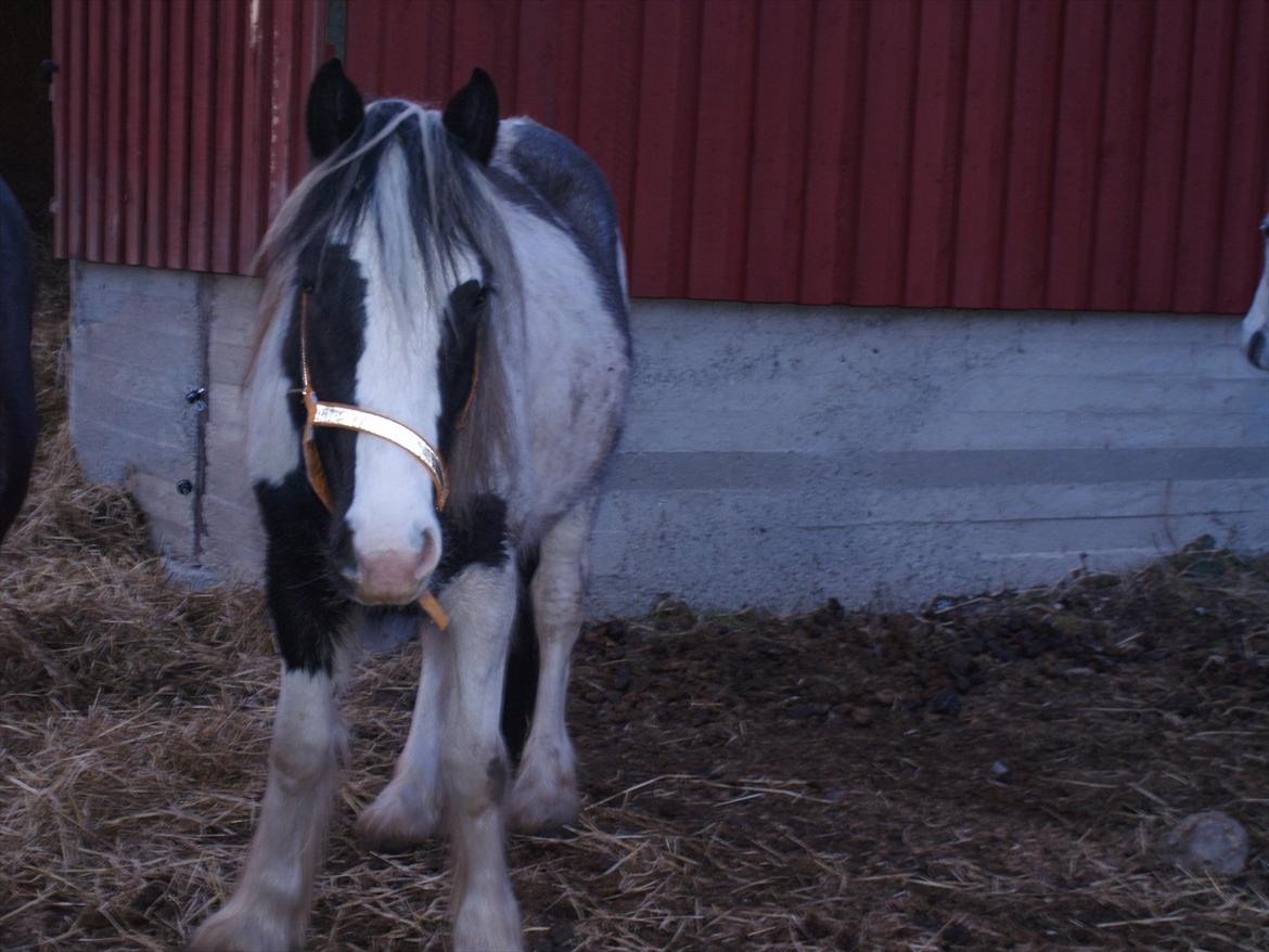 Tinker Nessa - Kom nu. Tag så det billede! Nu står jeg lige og ser så nuttet ud, og så står du bare der og snakker! billede 12