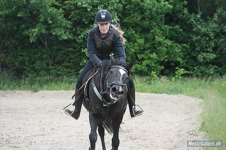 Welsh Cob (sec D) Knockilla Tamara <3 R.I.P - Søde pony.. Jeg savner ikke alle dine skader, og at jeg ikke kunne komme vidre! Men jeg savner alle dine skøre særheder! :'-) <3 billede 20