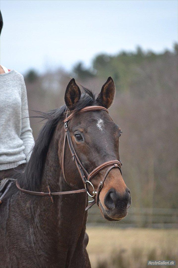 Fuldblod (XX) Adept  SOLGT billede 14