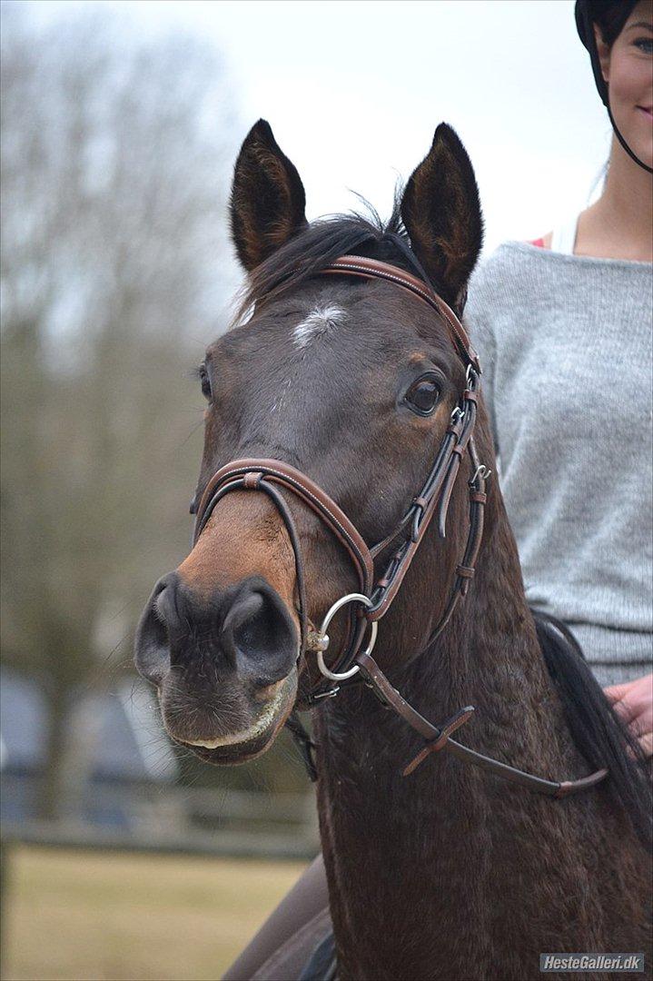 Fuldblod (XX) Adept  SOLGT billede 9