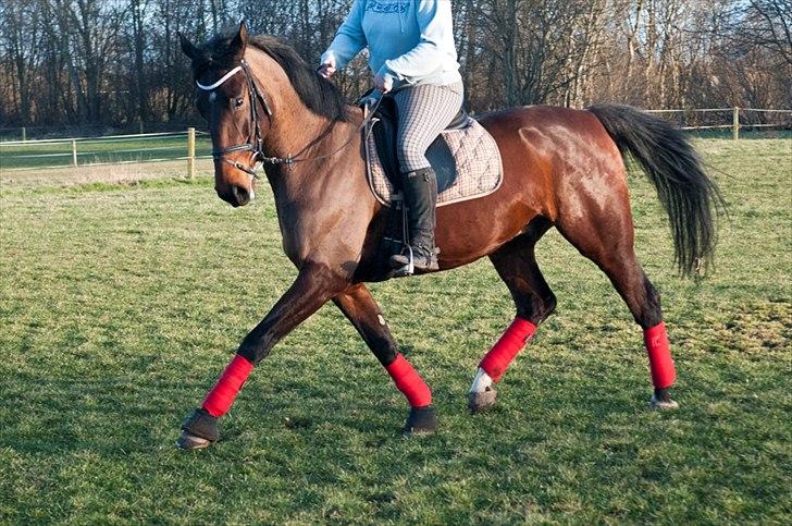 Anden særlig race Serrano billede 8