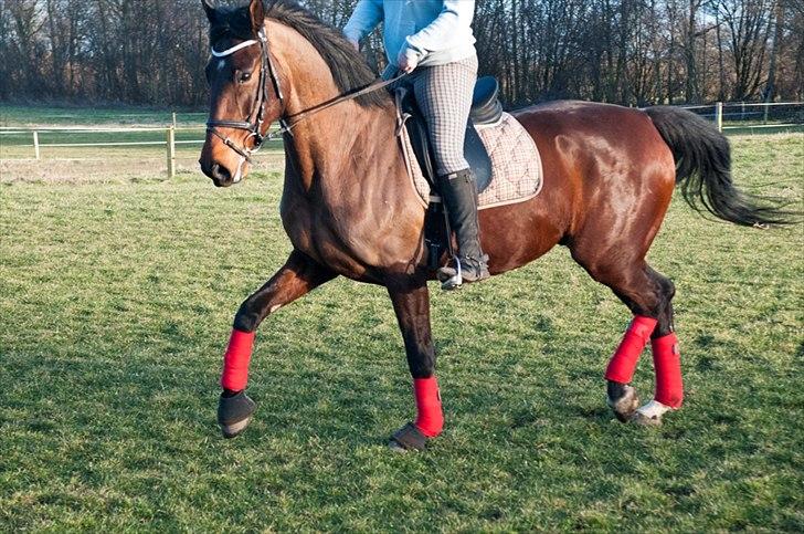 Anden særlig race Serrano billede 9