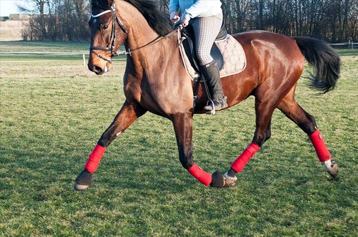 Anden særlig race Serrano billede 10