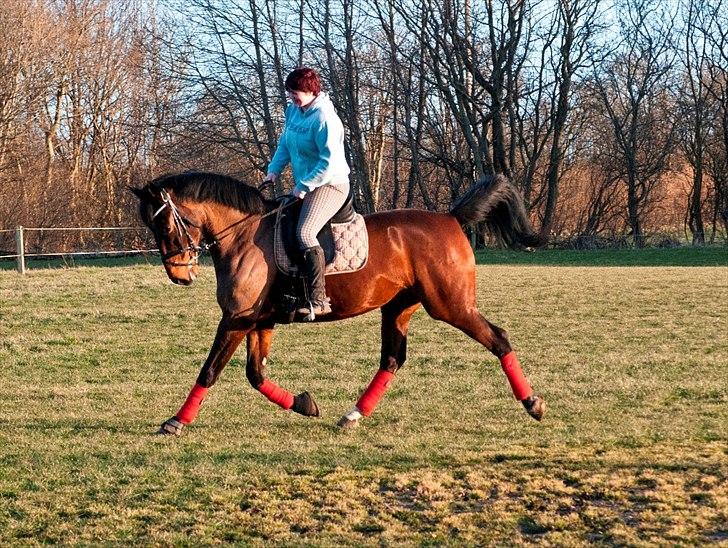 Anden særlig race Serrano billede 11