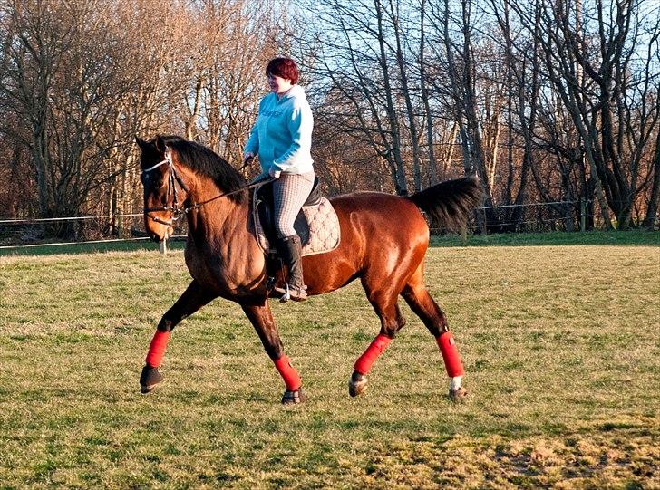 Anden særlig race Serrano billede 12